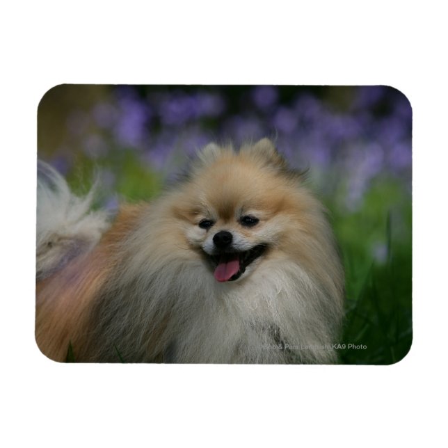 Pomeranian Panting Magnet (Horizontal)