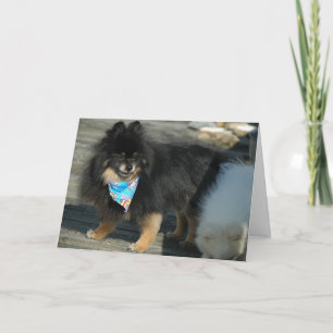 Pomeranian Party Attire ~ Birthday Card