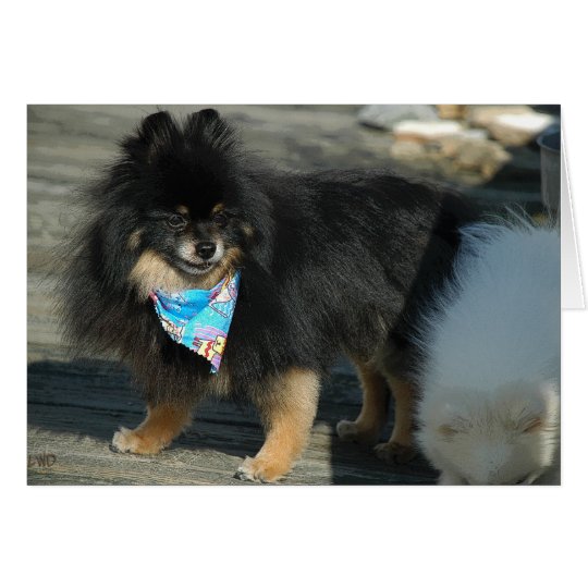 Pomeranian Party Attire ~ Birthday Card