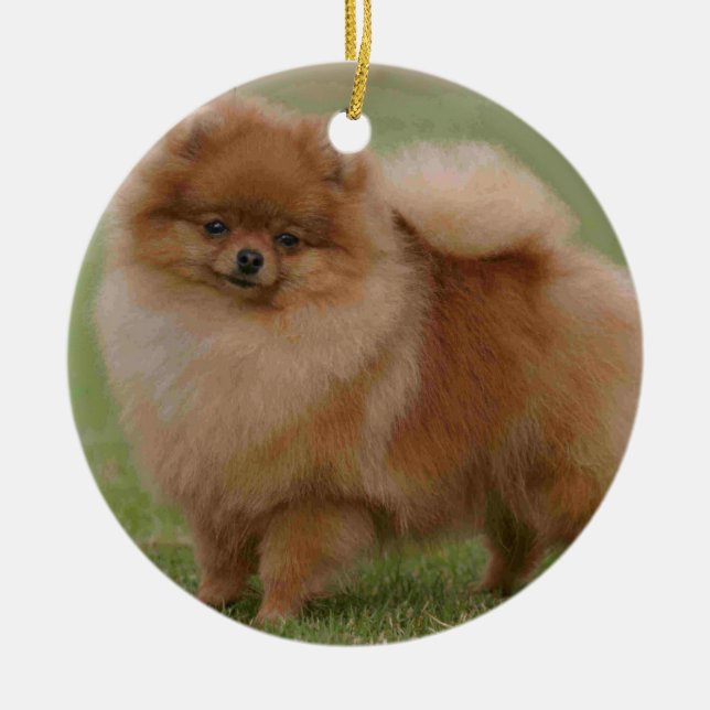 Pomeranian Perfection, Ceramic Tree Decoration (Front)