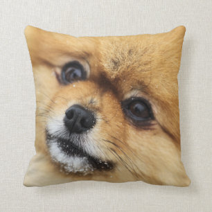 Pomeranian Portrait Cushion