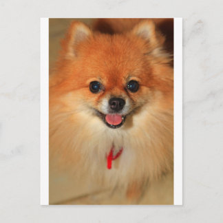 Pomeranian Postcard