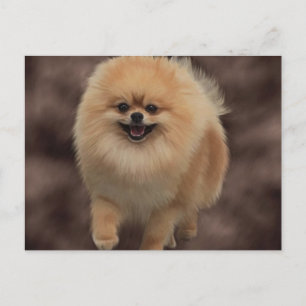 Pomeranian Postcard