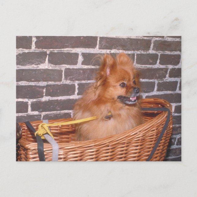 Pomeranian Postcard (Front)