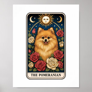 Pomeranian Poster