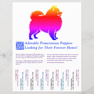 Pomeranian Puppies  Flyer