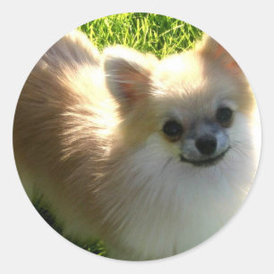 Pomeranian Puppies Sticker