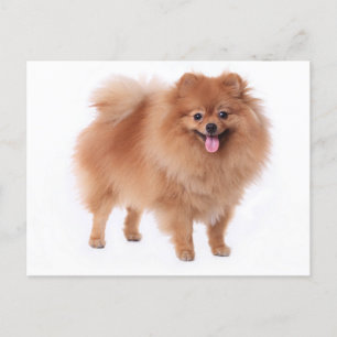 Pomeranian Puppy Dog Blank Post Card