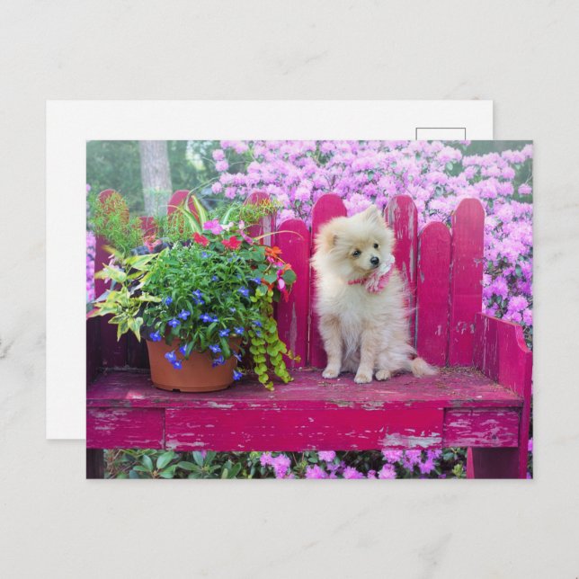 Pomeranian Puppy Dog Cottage Garden Scene Postcard (Front/Back)