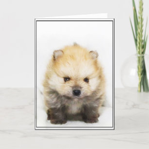 Pomeranian puppy greeting card