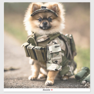 Pomeranian Puppy Ready for Duty