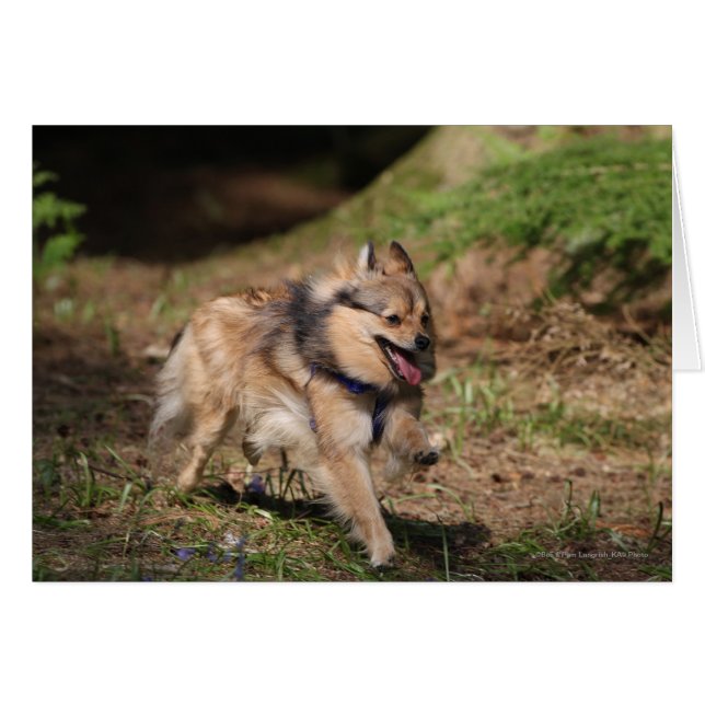 Pomeranian Running with Harness on (Front Horizontal)