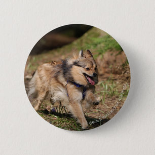 Pomeranian Running with Harness on 6 Cm Round Badge