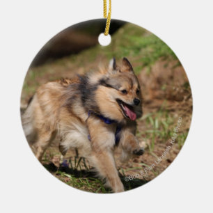 Pomeranian Running with Harness on Ceramic Tree Decoration