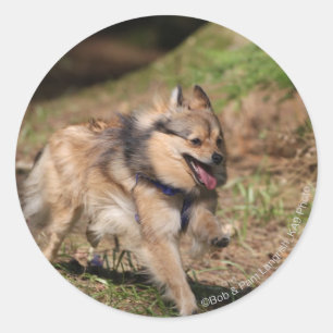 Pomeranian Running with Harness on Classic Round Sticker