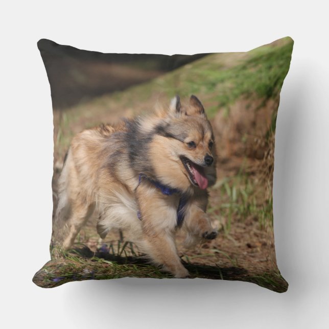 Pomeranian Running with Harness on Cushion (Front)