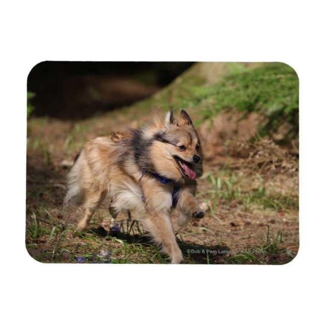Pomeranian Running with Harness on Magnet (Horizontal)