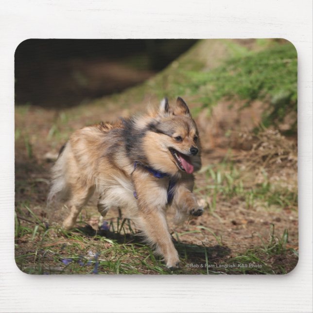 Pomeranian Running with Harness on Mouse Pad (Front)