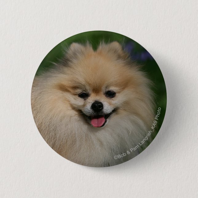 Pomeranian Smiling 6 Cm Round Badge (Front)