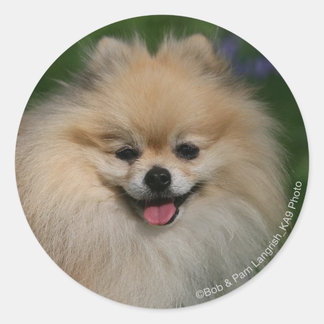Pomeranian Smiling Classic Round Sticker (Front)