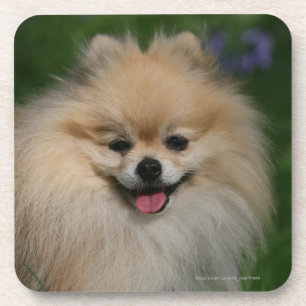 Pomeranian Smiling Coaster