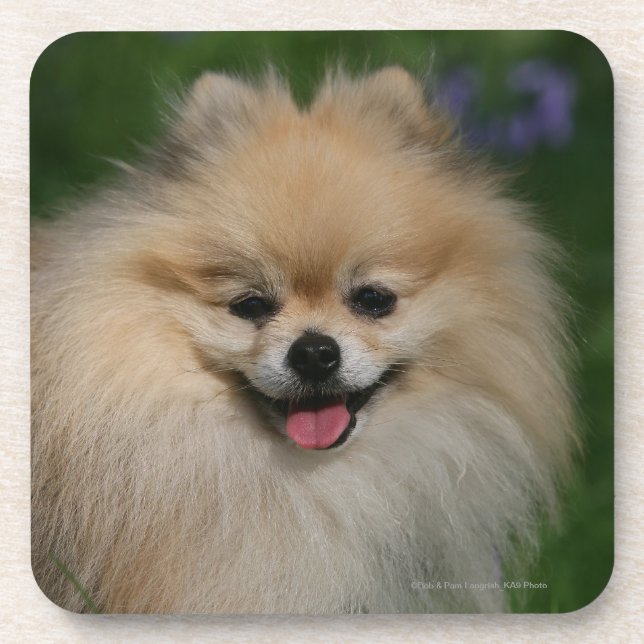 Pomeranian Smiling Coaster (Front)