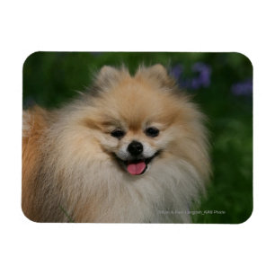 Pomeranian Smiling Magnet