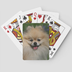 Pomeranian Smiling Playing Cards