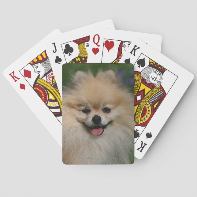 Pomeranian Smiling Playing Cards (Back)