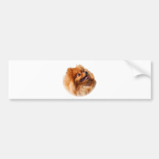 Pomeranian Spitz Bumper Sticker