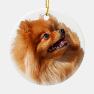 Pomeranian Spitz Ceramic Tree Decoration