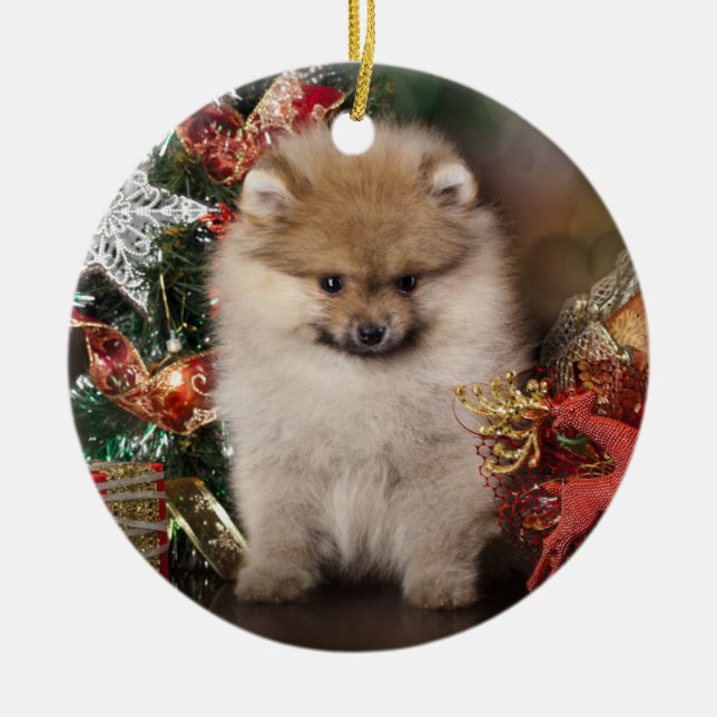 Pomeranian Spitz, Christmas Puppy Ceramic Tree Decoration (Front)