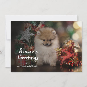 Pomeranian Spitz, Christmas Puppy Holiday Card