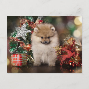 Pomeranian Spitz, Christmas Puppy Holiday Postcard