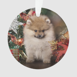 Pomeranian Spitz, Christmas Puppy Ornament