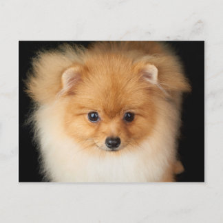 Pomeranian spitz postcard