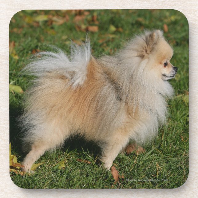 Pomeranian Standing Coaster (Front)