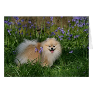 Pomeranian Standing Looking at Camera