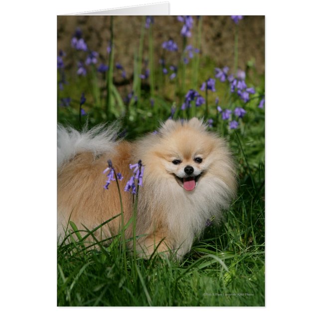 Pomeranian Standing Looking at Camera (Front)