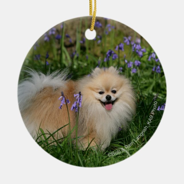 Pomeranian Standing Looking at Camera Ceramic Tree Decoration (Front)