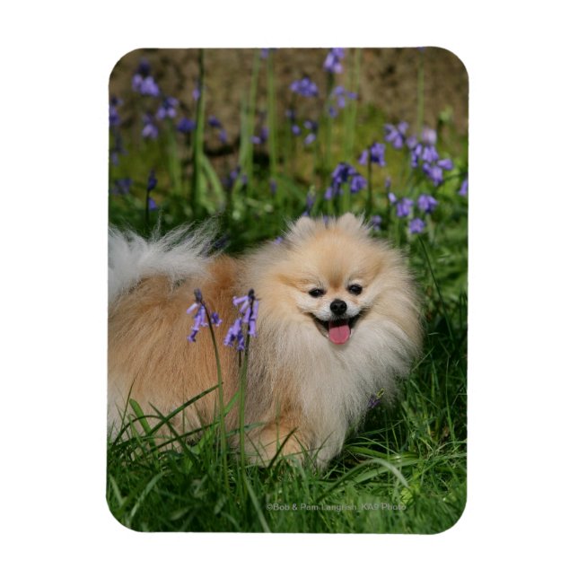 Pomeranian Standing Looking at Camera Magnet (Vertical)