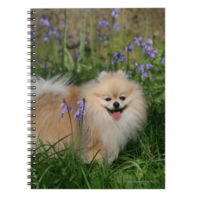 Pomeranian Standing Looking at Camera Notebook (Front)