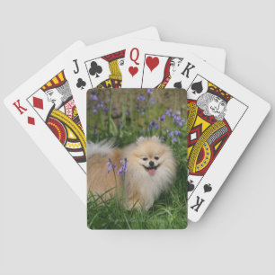 Pomeranian Standing Looking at Camera Playing Cards
