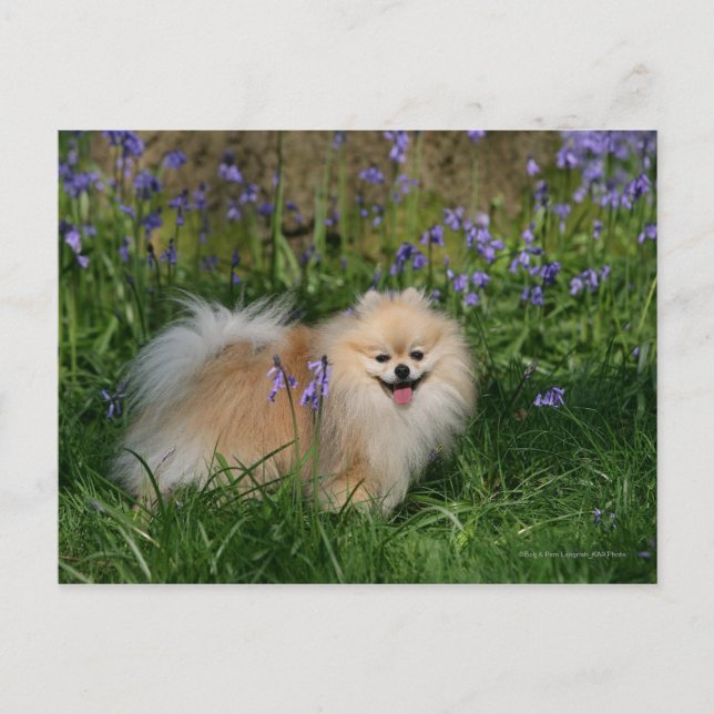 Pomeranian Standing Looking at Camera Postcard (Front)