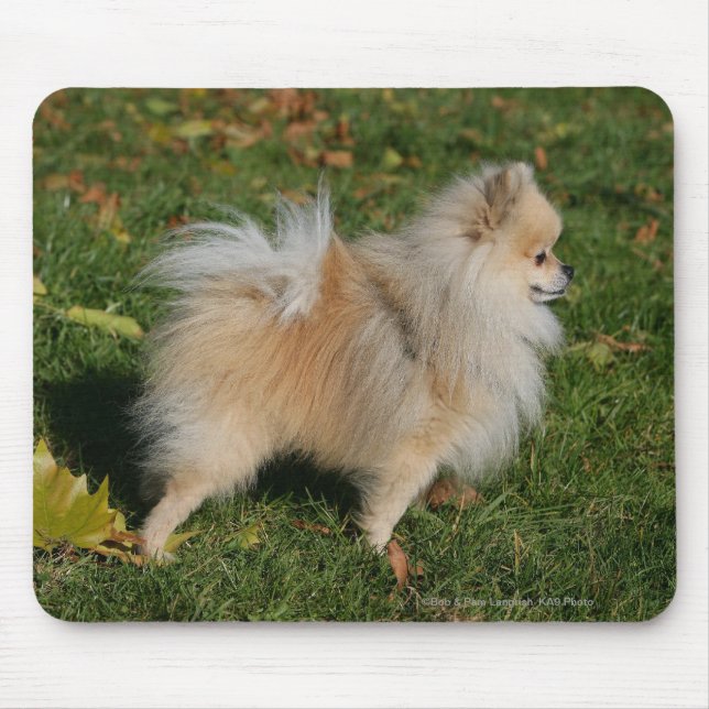 Pomeranian Standing Mouse Pad (Front)