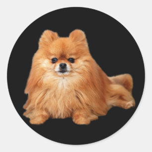 Pomeranian Sticker