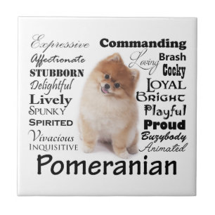 Pomeranian Traits Ceramic Tile