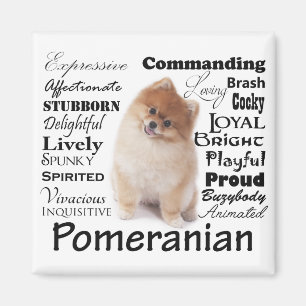 Pomeranian Traits Magnet