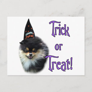 Pomeranian Trick Postcard