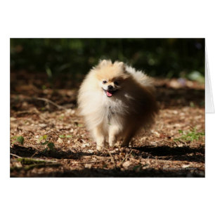 Pomeranian Trotting in the Fallen Leaves